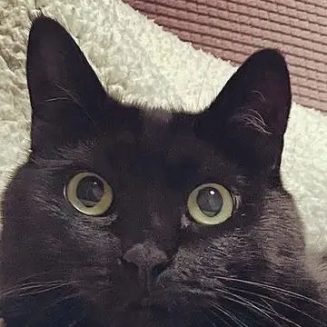 畠中 はるなの顔写真