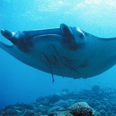 mantaroh